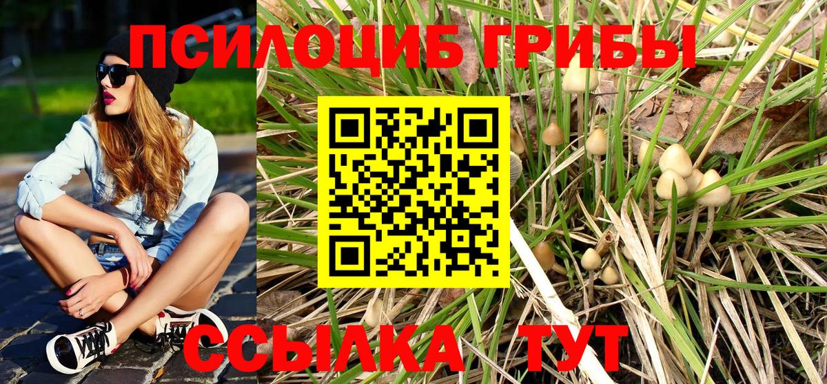 где купить наркотик  Вход с VPN  Будённовск  Галлюциногенные грибы Cubensis 